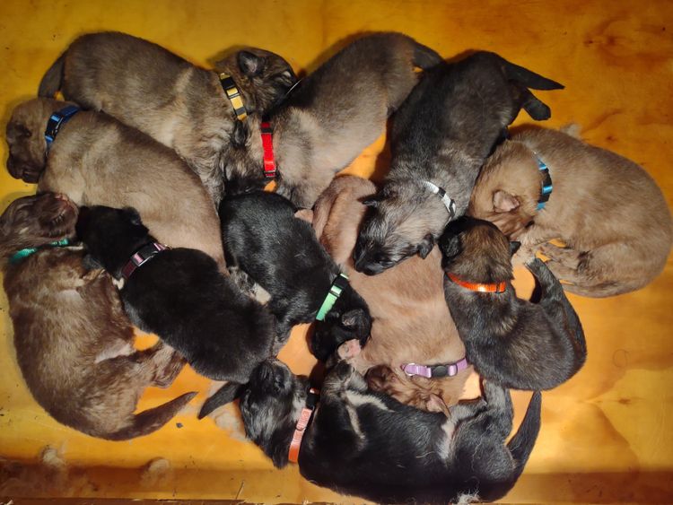 The moment you have all been waiting for ..... P U P P I E S
