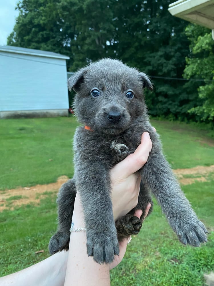 4 Babies that are looking for their forever home!! We have 2 Girls and 2 Boys ❤ Please contact us for more information! They will be ready to go home 6/13/25.