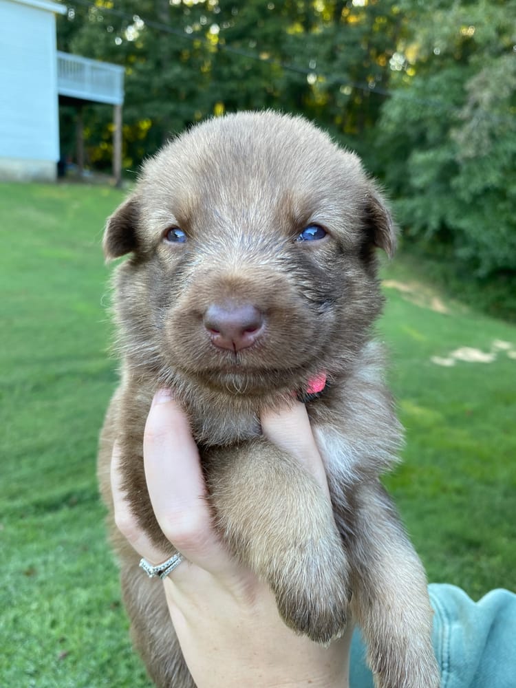 Miss Pink Girl is our last puppy in this litter. She is looking for her forever family! Message us for information. Serious Inquiries Please.