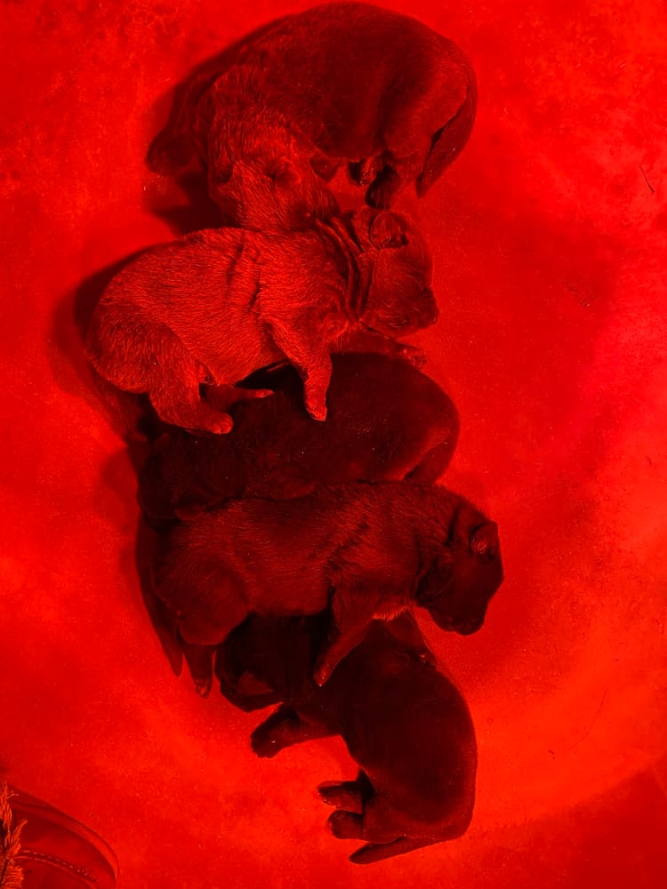 Sady Grace had her babies ❤