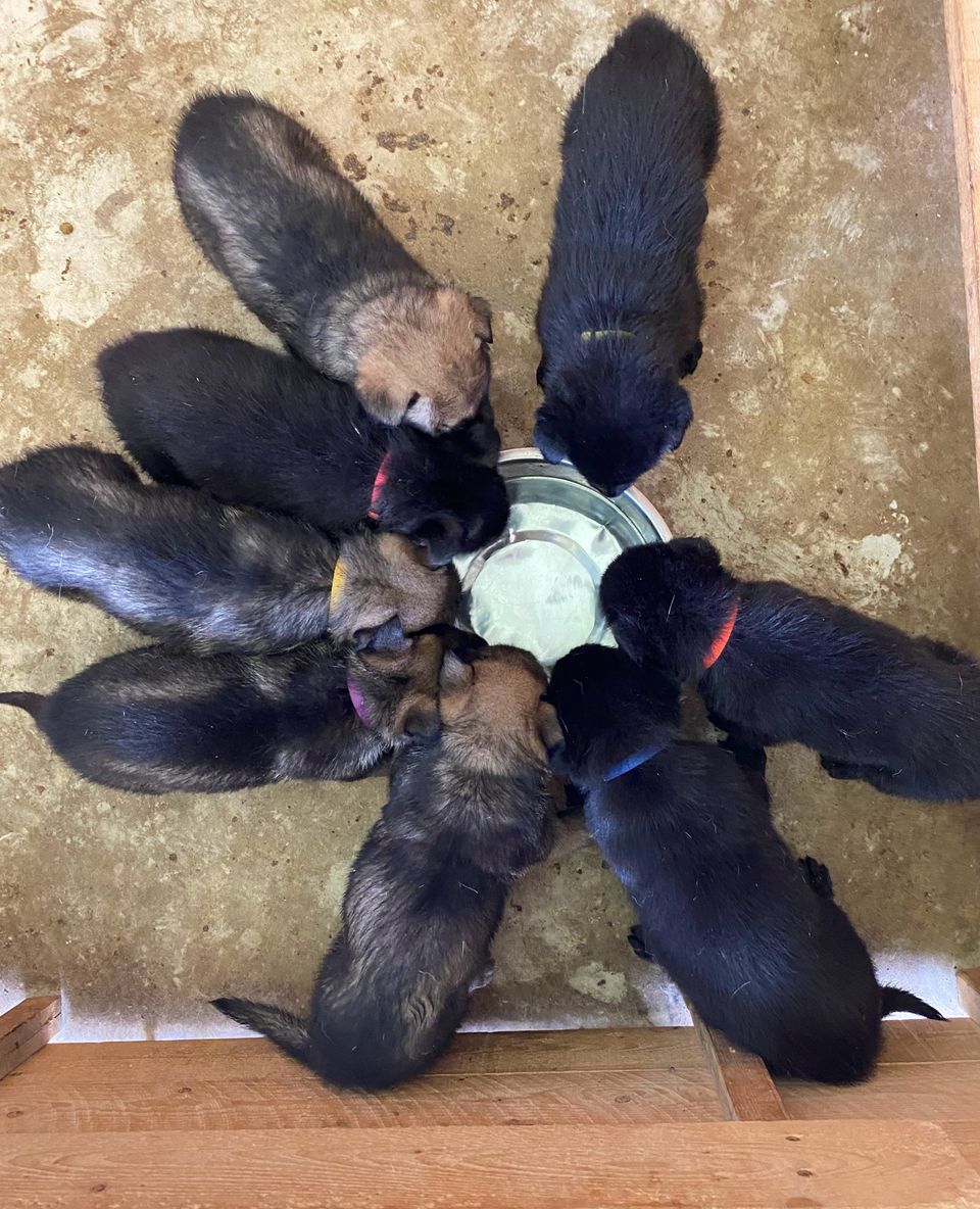 These babies are still available and looking for their forever home!! **Ready to go home 8/29 ❤